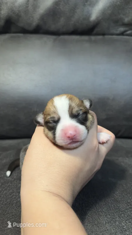 ASTRID – Pembroke Welsh Corgi puppy for sale in Madera, CA