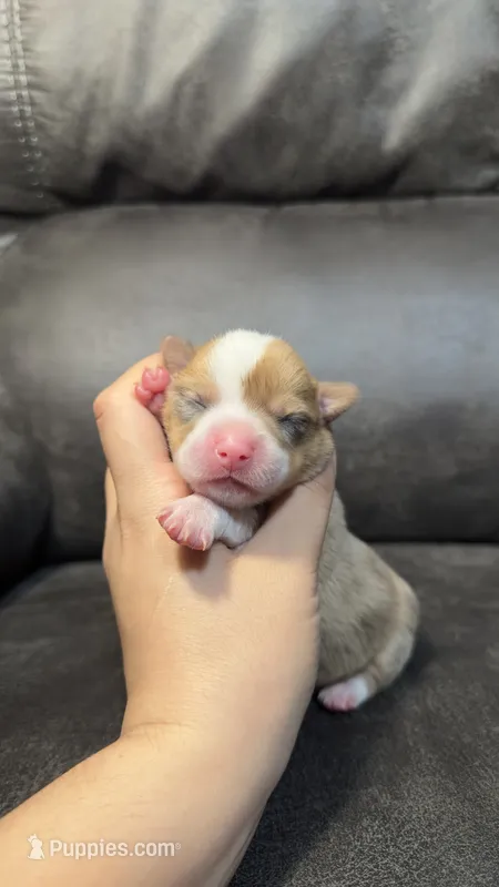 REIGN – Pembroke Welsh Corgi puppy for sale in Madera, CA