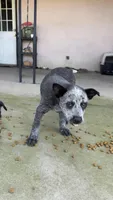 Blue Heeler , a female Australian Cattle Dog for sale in Madera, CA – Photo 9 of 9