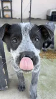Blue Heeler , a female Australian Cattle Dog for sale in Madera, CA – Photo 1 of 9