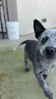 Blue Heeler , a female Australian Cattle Dog for sale in Madera, CA – Photo 4 of 9