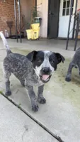 Blue Heeler , a female Australian Cattle Dog for sale in Madera, CA – Photo 5 of 9