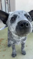 Blue Heeler , a female Australian Cattle Dog for sale in Madera, CA – Photo 2 of 9