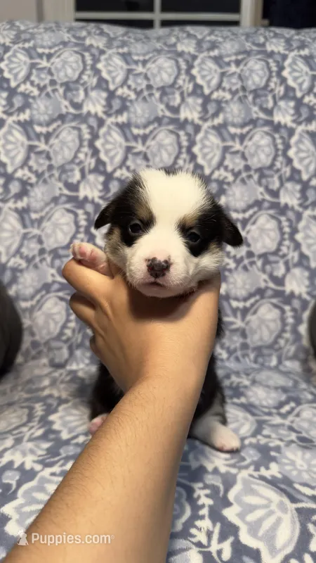 Lulu – Pembroke Welsh Corgi puppy for sale in Madera, CA