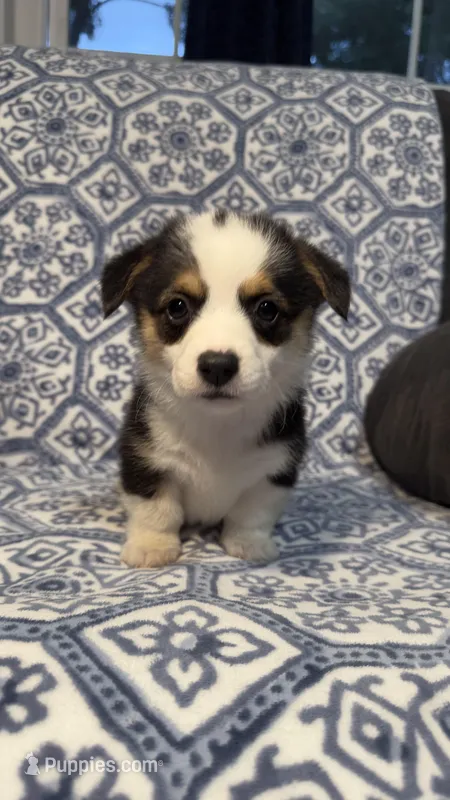 Lulu – Pembroke Welsh Corgi puppy on hold in Madera, CA