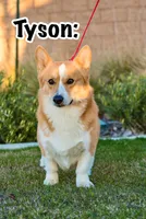 Lulu, a female Pembroke Welsh Corgi for sale in Madera, CA – Photo 8 of 10