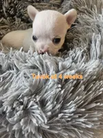 Tuvok, a male Chihuahua for sale in South West City, MO – 3 of 3