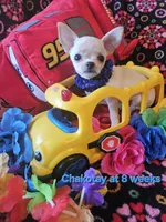 Chakotay , a male Chihuahua for sale in South West City, MO – 3 of 3