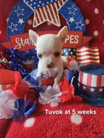 Tuvok, a male Chihuahua for sale in South West City, MO – 2 of 3