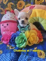 Chakotay , a male Chihuahua for sale in South West City, MO – 2 of 3