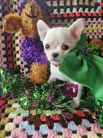 Betty, a female Chihuahua for sale in South West City, MO – Photo 4 of 4