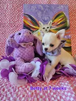 Betty, a female Chihuahua for sale in South West City, MO – Photo 3 of 4