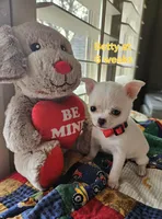 Betty, a female Chihuahua for sale in South West City, MO – Photo 1 of 4