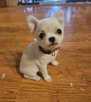 Betty, a female Chihuahua for sale in South West City, MO – Photo 2 of 4