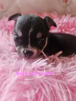 AKC Naomi, a female Chihuahua for sale in South West City, MO – 3 of 3