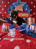 B'Elanna , a female Chihuahua for sale in South West City, MO – 3 of 3