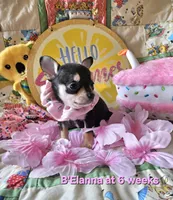 B'Elanna , a female Chihuahua for sale in South West City, MO – 1 of 3