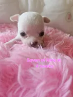 Seven of Nine, a female Chihuahua for sale in South West City, MO – 2 of 3