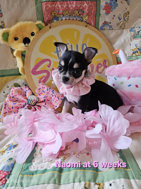 AKC Naomi – Chihuahua puppy for sale in South West City, MO