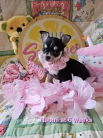 AKC Naomi, a female Chihuahua for sale in South West City, MO – 1 of 3