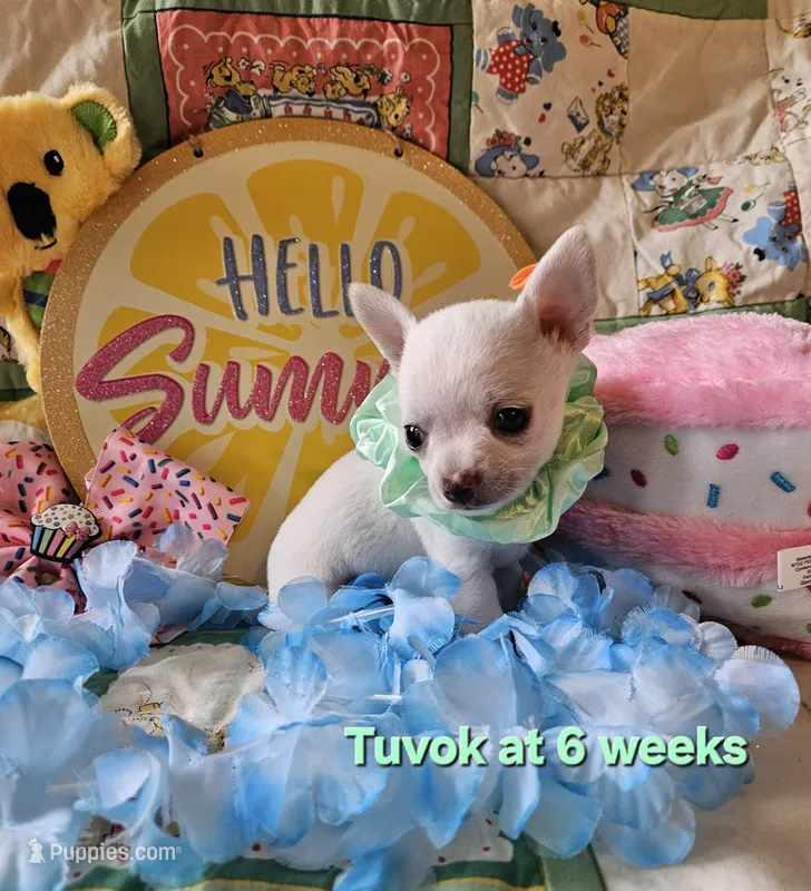 Tuvok – Chihuahua puppy for sale in South West City, MO
