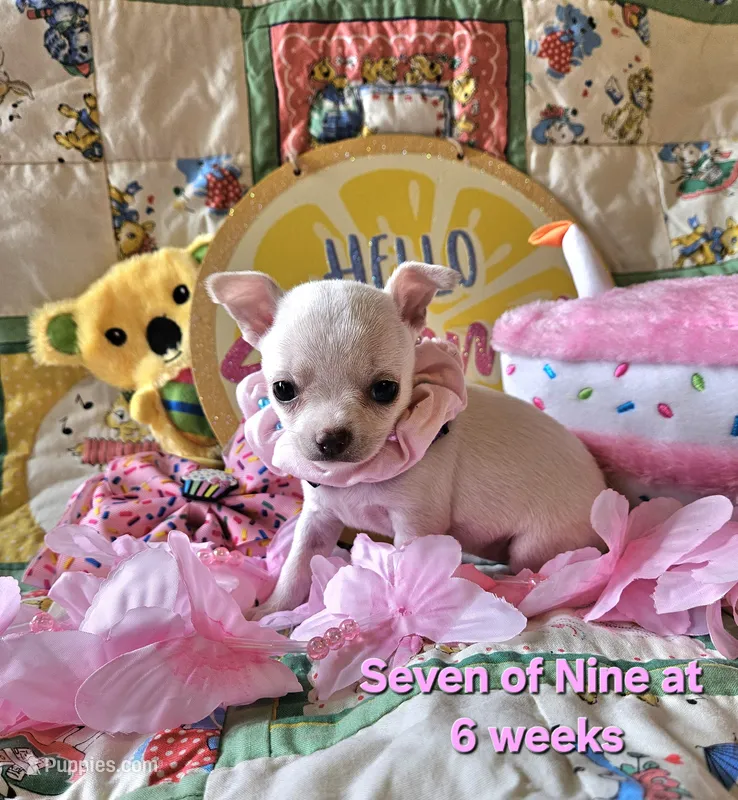 Seven of Nine – Chihuahua puppy for sale in South West City, MO