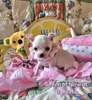 Seven of Nine, a female Chihuahua for sale in South West City, MO – 1 of 3