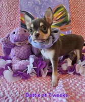 Dottie, a female Chihuahua for sale in South West City, MO – Photo 2 of 4