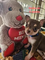 Dottie, a female Chihuahua for sale in South West City, MO – Photo 3 of 4