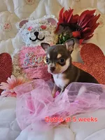 Dottie, a female Chihuahua for sale in South West City, MO – Photo 4 of 4
