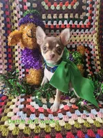 Dottie, a female Chihuahua for sale in South West City, MO – Photo 1 of 4