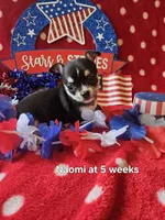 AKC Naomi, a female Chihuahua for sale in South West City, MO – 2 of 3