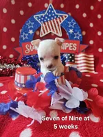 Seven of Nine, a female Chihuahua for sale in South West City, MO – 3 of 3