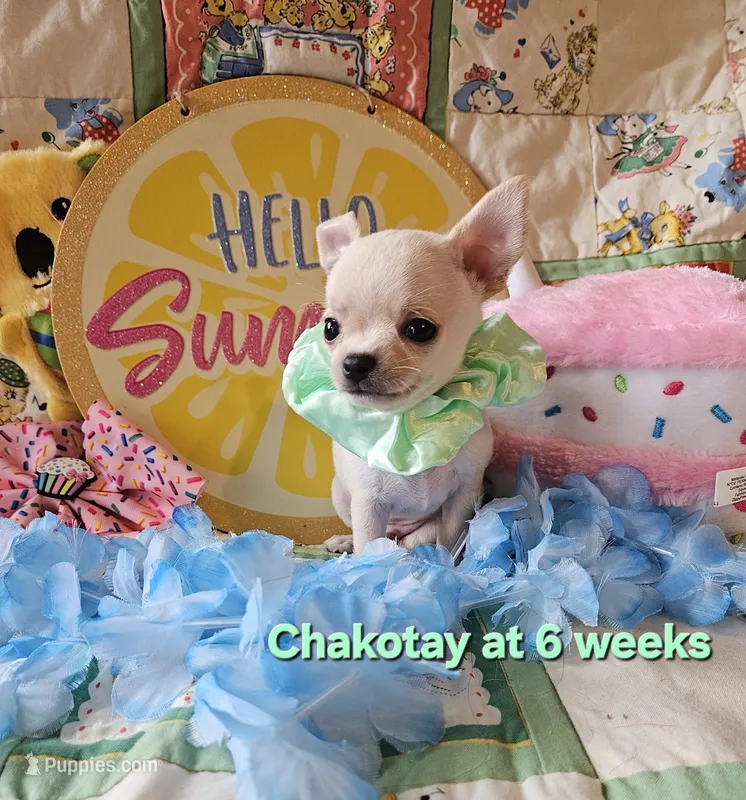 Chakotay  – Chihuahua puppy for sale in South West City, MO