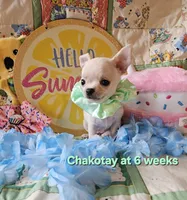 Chakotay , a male Chihuahua for sale in South West City, MO – 1 of 3