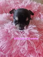 B'Elanna , a female Chihuahua for sale in South West City, MO – 2 of 3