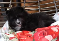 Turtle Dove, a male Pomeranian for sale in Seven Valleys, PA – Photo 7 of 10