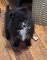 Turtle Dove, a male Pomeranian for sale in Seven Valleys, PA – Photo 2 of 10