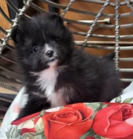 Turtle Dove, a male Pomeranian for sale in Seven Valleys, PA – Photo 1 of 10