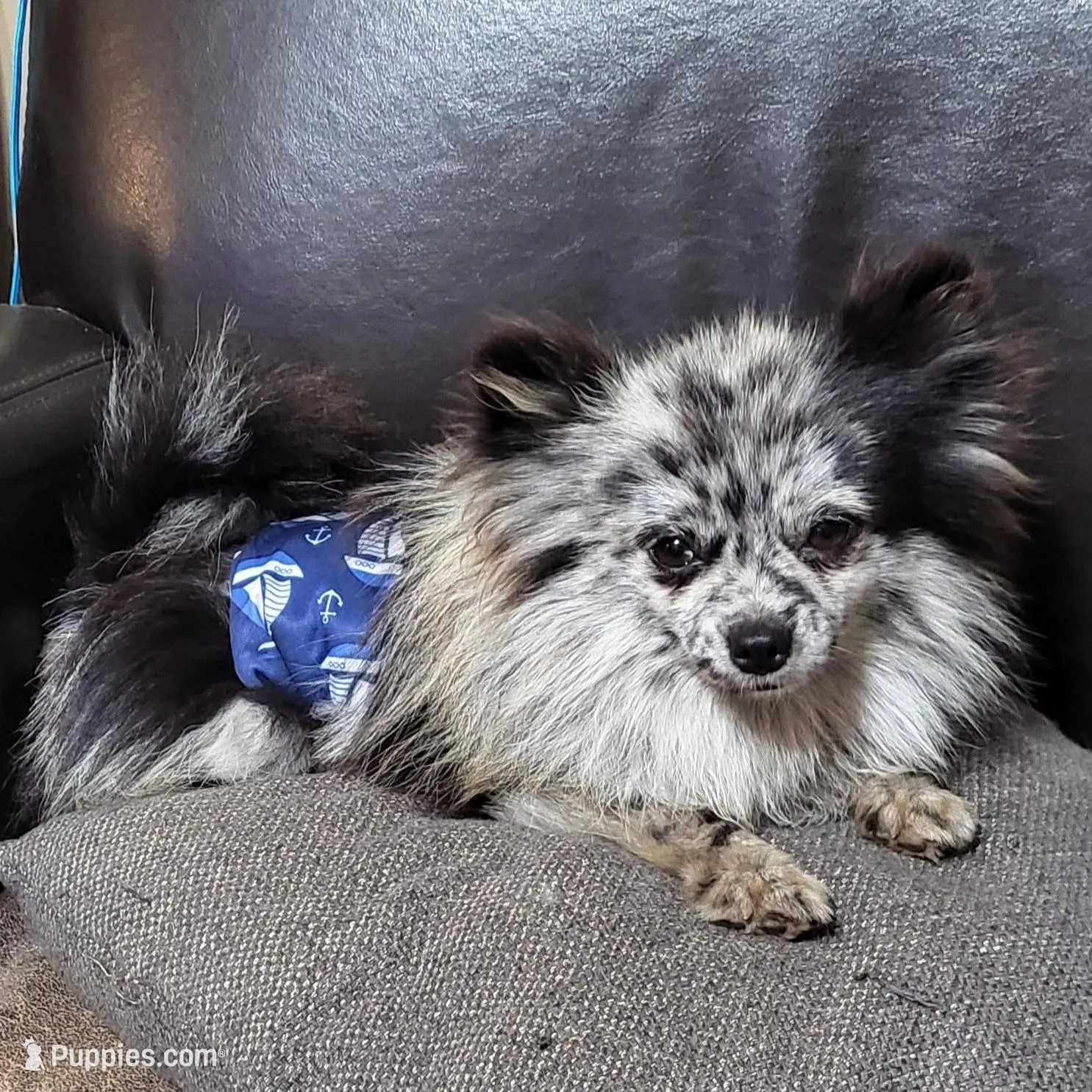 Turtle Dove, a male Pomeranian for sale in Seven Valleys, PA – Photo 10 of 10