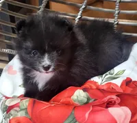 Turtle Dove, a male Pomeranian for sale in Seven Valleys, PA – Photo 3 of 10
