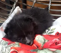 Turtle Dove, a male Pomeranian for sale in Seven Valleys, PA – Photo 6 of 10