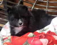 Turtle Dove, a male Pomeranian for sale in Seven Valleys, PA – Photo 5 of 10