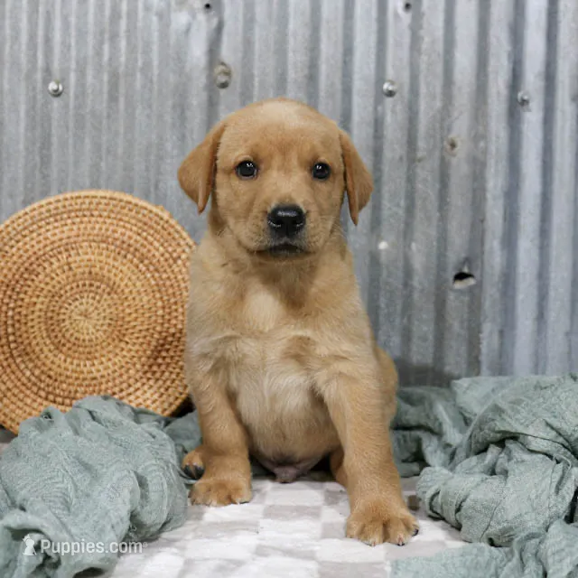 Jerry – Labrador Retriever puppy for sale in Humboldt, IL