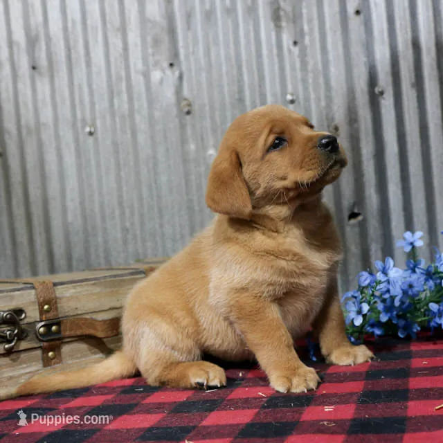 Lola – Labrador Retriever puppy for sale in Humboldt, IL
