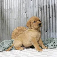 Newman, a male Labrador Retriever for sale in Humboldt, IL – 1 of 4