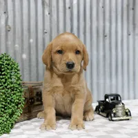 Mabel, a female Labrador Retriever for sale in Humboldt, IL – 2 of 3