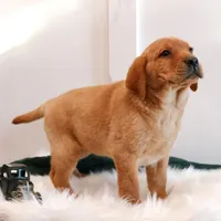 Roxie, a female Labrador Retriever for sale in Humboldt, IL – Photo 5 of 6