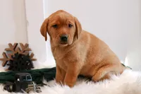 Roxie, a female Labrador Retriever for sale in Humboldt, IL – Photo 4 of 6