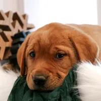 Roxie, a female Labrador Retriever for sale in Humboldt, IL – Photo 2 of 6